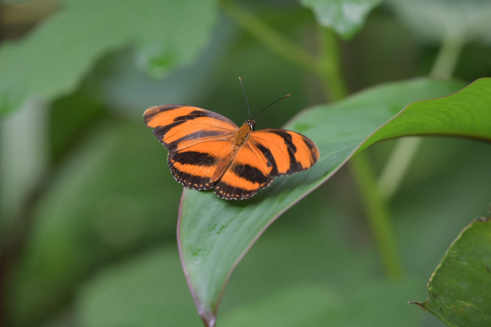 Dryadula phaetusa butterfly